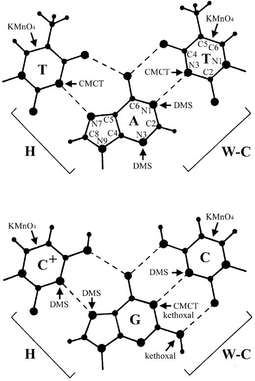 Figure 2. Chemical modification of DNA bases. Conventional Watson–Crick (W‐C) and Hoogstein (H) base pairs are shown, with the hydrogen bonds indicated by dotted lines. The sites of each base modified by the four chemical reagents used in this study are indicated with arrows. The atoms of the adenine base and one thymine base have been numbered according to convention.