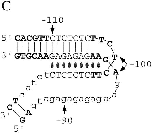 Figure 3. (Opposite page and above) Chemical modification experiments. (A) Primer extension analysis of chemically modified pGhsp26.11 plasmid using Oligo 3. Lanes A, G, C and T represent the respective dideoxynucleotide sequencing reactions. Lane E shows the primer extension products of unmodified plasmid DNA. For each modifying reagent: lane 1 is the reaction at pH 7.8 and 4°C; lane 2, pH 8.8 and 37°C; lane 3, pH 5.0 and 4°C; lane 4, pH 5.0 and 37°C; lane 5, pH 7.0 and 90°C. The sequence of the (CT)n region (purine strand) is shown aligned with the sequencing markers on the left and right. The parenthesis to the left of the DMS lanes shows those purines protected from chemical modification at pH 5.0 compared to pH 7.8, while the square brackets in the DMS and CMCT lanes denote those purines that show increased chemical reactivity at pH 5.0. The small asterisks in these lanes mark those bases that show substantially enhanced chemical reactivity at pH 5.0. The asterisk in the KMnO4 lanes marks a guanosine residue that shows weak chemical reactivity at pH 5.0, while the small arrow denotes a thymine residue that shows substantial enhancement of chemical reactivity at pH 5.0. (B) Summary of the changes in the chemical modification and UV photofootprinting patterns in the (CT)n region of the hsp26 gene promoter at pH 5.0 compared to pH 7.8 in a supercoiled plasmid. The data shown are from –122 to –68, relative to the transcription start site. Plasmid pGhsp26.11 contains the native hsp26 gene sequence, while plasmid pGhsp26.C107 contains a T/A→C/G transition at position –107. The arrows indicate the symmetrical region of the (CT)n sequence that is involved in H‐DNA formation. The bases shown in light type, upper case, are those believed to be directly involved in triple helix formation, while those shown in light type, lower case, are those purines that appear to be unpaired according to the chemical modification data. The bold asterisks indicate strong hyper‐reactivity; light asterisks, weaker hyper‐reactivity; circles, protection from reactivity. Results with DEPC are from Glaser et al. (10). (C) Model of the hsp26 (CT)n sequence in the H‐DNA conformation. Lines indicate Watson–Crick base pairs, while ovals indicate Hoogstein base pairs. Bases involved in triple‐helix formation and bases showing evidence of being unpaired are indicated as in (B). The bases are numbered relative to the transcription start site.