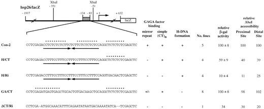 Figure 4. Altered hsp26‐lacZ transgenes. The sequence of each transgene corresponding to the region from –134 to –83 is shown below the diagram. Con‐2 is the control transgene for this series of constructs. Arrows indicate mirror repeats and asterisks indicate potential GAGA factor‐binding sites. GAGA factor binding was assessed by DNase I footprinting assays using purified, recombinant GAGA factor (Fig. 5). The simple (CT)n sequence is the 3′‐most GAGA factor‐binding site shown. GAGA factor binding on ΔCT/Ri has been reported previously (40). H‐DNA formation was assessed by in vitro S1 analysis (Fig. 6). Multiple independent lines were utilized to determine heat shock‐inducible β‐galactosidase activity and two representative lines were used for the XbaI accessibility assays. The standard deviation for XbaI accessibility assays was generally within 10% (Fig. 7).