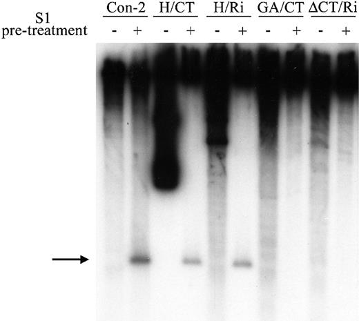 Figure 6. H‐DNA‐forming capacity of altered hsp26 sequences. Supercoiled plasmids containing hsp26‐lacZ constructs were treated with S1 nuclease and the cleavage sites were mapped relative to the Bsu36I site using indirect end‐labeling analysis (see Fig. 1 for relevant restriction sites and probes). The arrow points to the cleavage product predicted for digestion within the single‐stranded region of the H‐DNA structure. Minuses, linear control plasmid digested with Bsu36I prior to S1 nuclease treatment; pluses, supercoiled plasmid digested with S1 nuclease prior to Bsu36I treatment.