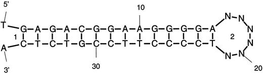 图2。通过将两个互补DNA序列与六个Ns连接，将其连接起来。这两个循环被标记为“1”和“2”。循环“1”是一个外部循环，这是正确的，但循环“2”是发夹循环而不是外部循环。