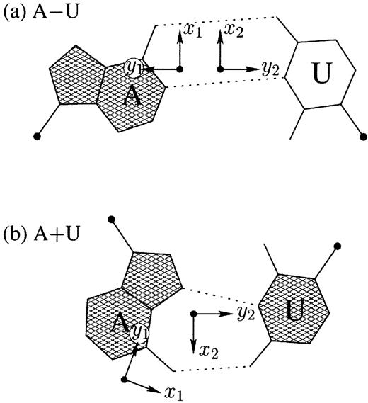 Figure 2. Antiparallel and parallel combinations of adenine (A) and uracil (U) base pair ‘faces’: (a) the antiparallel Watson–Crick A–U pair with opposing faces (shaded versus unshaded) and a 1.5 Å Stretch introduced to separate the two base reference frames; (b) the parallel Hoogsteen A+U pair with base pair faces of the same sense. Black dots on bases denote the C1′ atoms on the attached sugars.