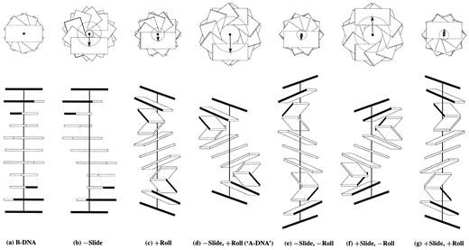 Figure 4. Influence of non‐zero Slide and Roll at sequential dimer steps on overall DNA helical conformation. Images generated with 3DNA building upon the principles of Calladine and Drew (42). The radii of the (dashed) circles in the upper row of images, defined by the loci of points from the helical axes (filled circles) to the base pair origin (open circles), correspond to the x‐displacement. The values of dimeric Twist are adjusted, following equation 4, to keep the helical twist angle at 36°. The A‐like model is highlighted in quotes to emphasize that the structure contains 10 rather than 11 residues per turn.