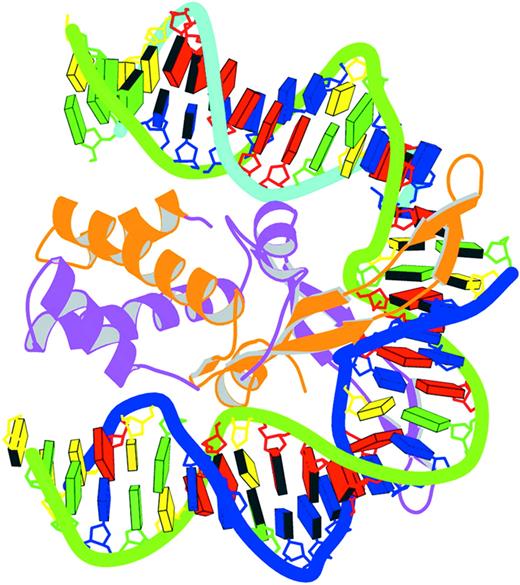 Figure 8. Schematic image of the IHF–DNA complex (NDB_ID: pdt040) (91) shown in the most extended view and color coded according to chain identity and DNA residue type, with the minor groove edges of base pairs shaded.