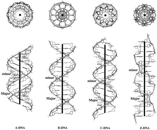 Figure 9. Top and side views illustrating the characteristic features of regular helical structures of A, B, C and Z DNA deduced from representative X‐ray fiber diffraction models (44,46). Ribbons trace the progression of the backbone defined by the phosphorus atoms and the heavy black lines (boxes) represent the helical axes.