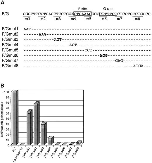 Figure 10. The F/G enhancer contains sequences outside the F and G sites that are also necessary for enhancer activity. ( A ) To locate protein‐binding sites in the F/G enhancer, 3 bp mutations were introduced along the length of the enhancer as shown. ( B ) Mutated enhancers were multimerized to four tandem copies upstream of a minimal promoter and a luciferase reporter. The effect of each mutation was tested by transiently transfecting the plasmids into RCS cells and measuring reporter gene expression induced by each mutant enhancer compared with the wild‐type F/G element. Each transfection included 1.5 µg of experimental plasmid and 0.5 µg of an internal control for transfection efficiency, pSV‐β‐galactosidase (Promega, Madison, WI). Results are presented as luciferase units per β‐galactosidase unit ± SEM, and include three independent experiments, each performed in duplicate and normalized to 100% activity for the F/G enhancer. 