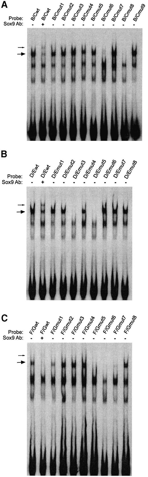 Figure 11. Mutations that reduce transcriptional activity do not necessarily prevent SOX9 binding. The mutant enhancer elements shown in Figures 8–10 were used as probes in EMSA experiments with in vitro transcribed and translated SOX9 to determine whether SOX9 binding correlates with transcriptional activity. Antibody against Sox9 was included with each wild‐type probe to determine which DNA–protein complex contained SOX9. Complexes containing SOX9 are marked by large arrows, and small arrows indicate the supershifted SOX9 antibody complex. ( A ) B/C mutant probe series; ( B ) D/C mutant probe series; ( C ) F/G mutant probe series. 