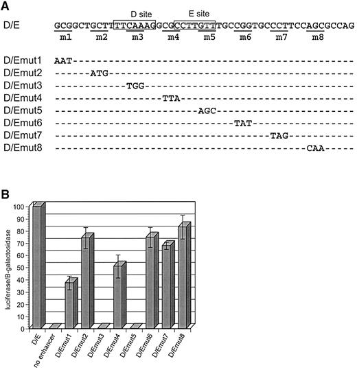Figure 9. The D/E enhancer contains sequences outside the D and E sites that are also necessary for enhancer activity. ( A ) To locate protein‐binding sites in the D/E enhancer, 3 bp mutations were introduced along the length of the enhancer as shown. ( B ) Mutated enhancers were multimerized to four tandem copies upstream of a minimal promoter and a luciferase reporter. The effect of each mutation was tested by transiently transfecting the plasmids into RCS cells and measuring reporter gene expression induced by each mutant enhancer compared with the wild‐type D/E element. Each transfection included 1.5 µg of experimental plasmid and 0.5 µg of an internal control for transfection efficiency, pSV‐β‐galactosidase (Promega, Madison, WI). Results are presented as luciferase units per β‐galactosidase unit ± SEM, and include three independent experiments, each performed in duplicate or triplicate and normalized to 100% activity for the D/E enhancer. 