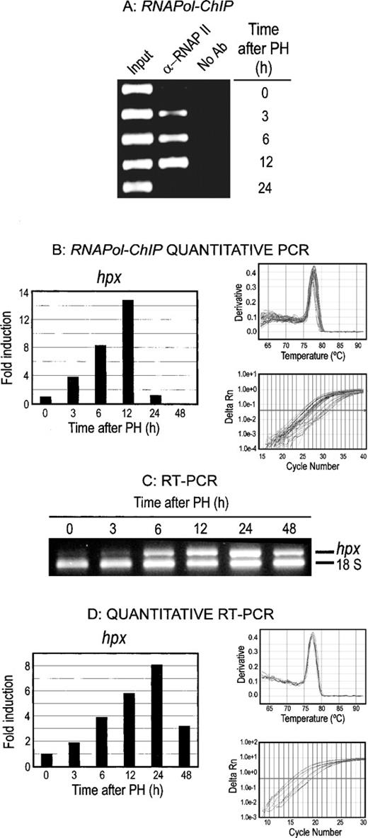 Transcriptional analysis of hpx in rat liver after PH. ( A ) RNApol-ChIP assay of hpx gene transcription. The data given are as in Figure 1A , except that they correspond to an amplicon from the coding region of the hpx gene. ( B ) RT–PCR analysis of hpx transcription. The experimental protocol was similar to that described in Figure 1B .