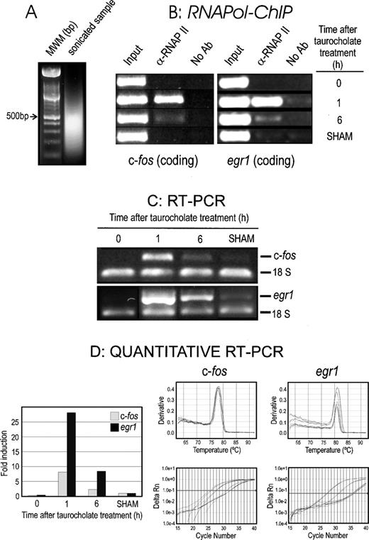 Transcriptional analysis of c- fos and erg1 in rat acute pancreatitis induced in vivo by taurocholate. ( A ) RNApol-ChIP assay of c- fos and erg1 transcription. The results of semi-quantitative PCR analysis of DNA, using amplicons from the coding region of c- fos and erg1 genes (see the text for details), were shown for several times after the infusion of taurocholate into the biliopancreatic duct, and in a sham-operated rat (SHAM). The left panel shows an agarose gel electrophoresis of the sonicated samples to estimate the size of chromatin fragments. ( B ) RT–PCR analysis of c- fos and erg1 transcription. The data were obtained and plotted as in Figure 1B .