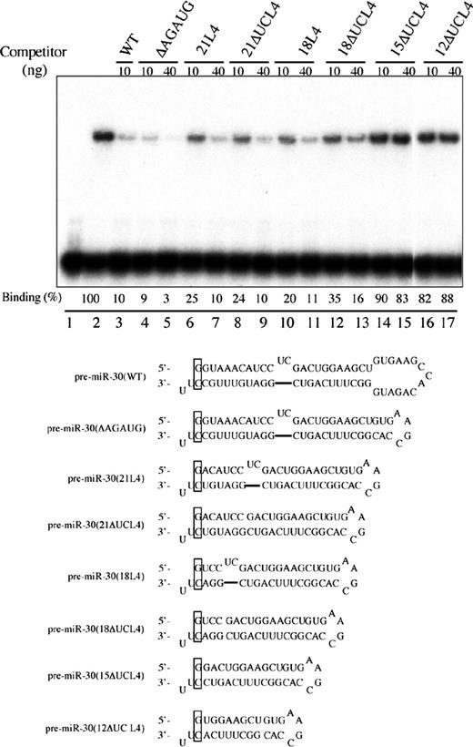 Exp5 binding to pre-miR-30 mutants with different stem lengths. Gel-shift assays were performed as described in Materials and Methods. Lane 1, 32P-labeled WT pre-miR-30 probe in the absence of Exp5/RanQ69L-GTP; lanes 2–17, with Exp5/RanQ69L-GTP; lanes 3–17, 10 or 40 ng of the indicated unlabeled RNAs were used as competitors. Binding efficiencies (%) were calculated as the intensities of the shifted bands, quantified by a PhosphorImager, divided by that of the shifted band in lane 2 (without competitors). The sequences and predicted secondary structures of the WT and mutant pre-miR-30 RNAs are presented below the autoradiograph. Since SP6 RNA polymerase starts transcription with a ‘G’, the corresponding position in pre-miR-30 was changed from ‘U’ to ‘G’, and its base pairing nucleotide was changed from ‘A’ to ‘C’. These changes are indicated by a box. The 2 nt 3′ overhang was also changed to ‘UU’. These changes did not affect Exp5 binding (data not shown).