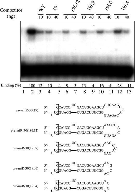Exp5 binding to pre-miR-30 mutants with different terminal loops. Lane 1, WT pre-miR-30 probe in the absence of Exp5/RanQ69L-GTP; lanes 2–13, with Exp5/RanQ69L-GTP; lanes 3–13, 10 or 40 ng of the indicated unlabeled RNA competitors were added. Binding efficiencies (%) were calculated as the intensities of the shifted bands divided by that of the shifted band in lane 2. Sequences and predicted secondary structures of the loop deletion mutants are shown below the autoradiograph.