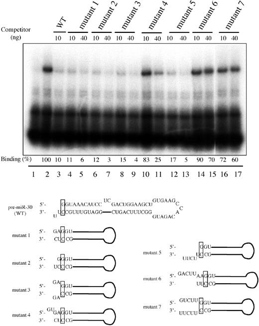 Exp5 binding to pre-miR-30 mutants with different 5′ and 3′ termini. Lane 1, 32P-labeled WT pre-miR-30 probe without Exp5/RanQ69L-GTP; lanes 2–17, with Exp5/RanQ69L-GTP; lanes 3–17: 10 or 40 ng of the indicated unlabeled RNA competitors were added. Binding efficiencies were calculated as in Figures 1 and 2. The terminal sequences and predicted secondary structures of the competitor RNAs used are listed below the autoradiograph as well in columns 1 and 2 of Table 1.