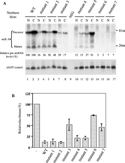 Expression and function of pre-miR-30 mutants in transfected cells. (A) 293T cells were transfected with 1 μg of pH1-GFP and 1 μg of pSUPER-miR-30 (either WT or one of the mutants) per well in 6-well plates. Two days after transfection, RNAs were isolated from nuclear (N) and cytoplasmic (C) fractions and northern analyses performed. Blots were first probed for miR-30, then stripped and probed for the GFP siRNA. Lane 9: total RNA from untransfected 293T cells (NEG). Intensities of the pre-miRNA bands were quantified by a PhosphorImager, with those of the cytoplasmic and nuclear pre-miRNA expressed from pSUPER-miR-30(WT), both set as 100%. The terminal sequences and predicted secondary structures of the pre-miRNA transcripts are depicted in column 3 of Table 1. Positions of DNA markers are shown at the right side of the autoradiograph. (B) 293T cells in 24-well plates were transfected with 5 ng of the pCMV-Luc-8xmiR-30(P) indicator plasmid, 0.5 ng of the Renilla luciferase internal control plasmid pRL-CMV (Promega) and 20 ng pSUPER or pSUPER-miR-30 (WT or mutants 1 to 7). A dual luciferase assay was performed 2 days after transfection. The firefly luciferase activity (normalized against Renilla luciferase activity) observed upon pSUPER co-transfection was set at 100%. Experiments were performed in triplicate with SD indicated.