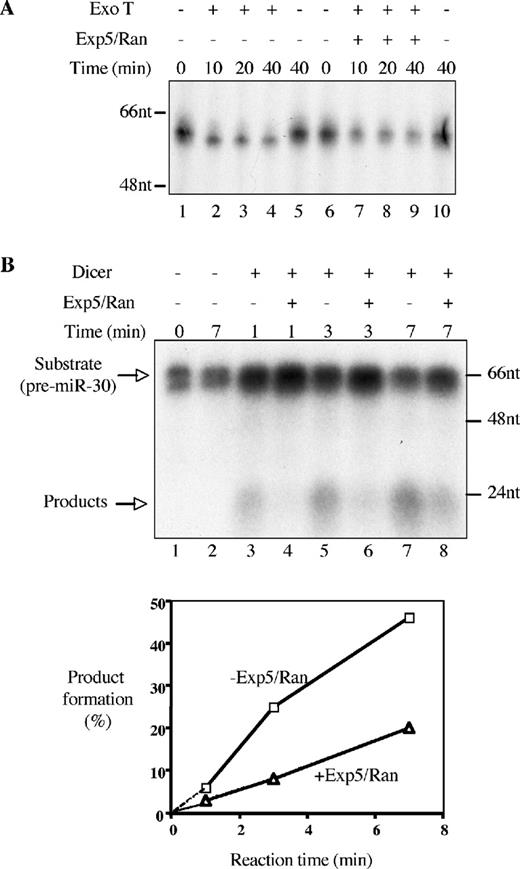 Inhibition of ExoT or Dicer cleavage of pre-miR-30 by Exp5 in vitro. (A) This assay measures the ability of ExoT to remove the 3′ overhang present on the pre-miR-30(19) RNA probe (see Figure 2) in the presence or absence of Exp5 and Ran-GTP. ExoT cleavage assays were performed according to Materials and Methods. For lanes 1, 5, 6 and 10, RNAs were directly mixed with 2× loading buffer (98% formamide, 10 mM EDTA, 0.1% bromophenol blue and 0.1% xylene cyanol) at the indicated time points, without going through extraction or precipitation. Lower RNA levels in lanes 2–4, 7–9 resulted from sample loss during extraction and precipitation. Shown on the left-hand side of the autoradiograph are DNA size markers. (B) Dicer was incubated with radiolabeled pre-miR-30 in the absence (lanes 3, 5 and 7) or presence (lanes 4, 6 and 8) of Exp5/RanQ69L-GTP. At the indicated time points, reactions were stopped and RNA isolated. Lane 1, pre-miR-30 without Dicer, no incubation at 37°C; lane 2, pre-miR-30 without Dicer, after incubation at 37°C. Positions of DNA markers are shown on the right-hand side of the autoradiograph. After quantification, the fraction of product formation was calculated as product intensity/(substrate intensity + product intensity) and is presented below the autoradiograph. Squares represent reactions in the absence of Exp5/Ran-GTP, while triangles represent reactions in the presence of Exp5/Ran-GTP.