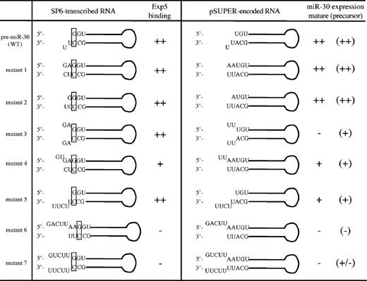 Summary of Exp5 binding and in vivo expression of pre-miR-30 mutants