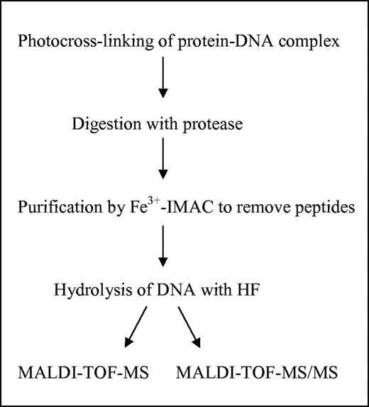 Outline of our protocol for the identification of the crosslinked amino acid.
