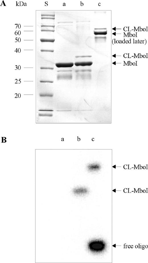 SDS–PAGE analysis of the preparative MboI–DNA crosslink experiment. (A) An aliquot of 100 pmol of the MboI–DNA complex were analyzed before and after irradiation for 45 min at 325 nm (lanes a and b), a second irradiated sample was loaded after 45 min. Only 2.5 μl of the 100 μl reaction volume was used for the analysis. The gel was stained by Coomassie Brilliant Blue. (B) The autoradiogram of the gel is shown.