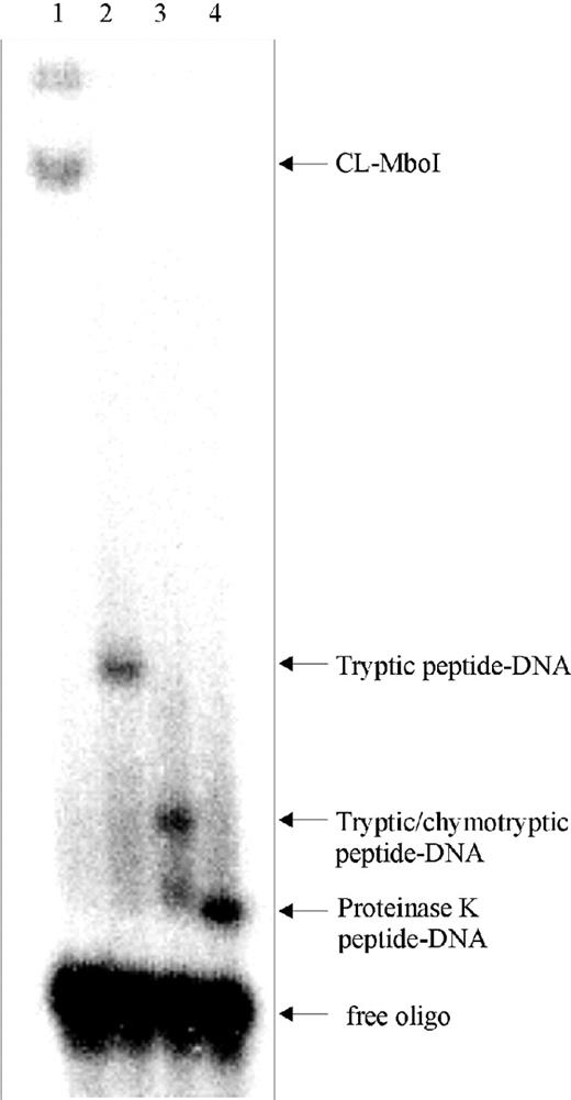 Urea gel electrophoresis. Aliquots of the MboI–DNA adducts were analyzed before (lane 1) and after enzymatic degradation reactions with trypsin (lane 2), trypsin and chymotrypsin (lane 3) and with proteinase K (lane 4) on a 15% polyacrylamide gel containing 0.5× TBE and 2 M urea. Bands corresponding to the undigested MboI–DNA adduct (CL-MboI), peptide–DNA adducts and free oligodeoxynucleotide are indicated.