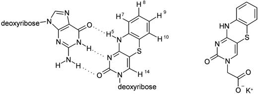 Structure of G–tC base pair to the left (atom numbering as used for NMR assignments) and to the right the potassium salt of 1,3-diaza-2-oxophenothiazin-3-yl acetic acid (KtC).