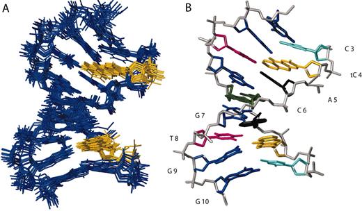 (A) The central eight base pairs of the CA(NMR) sequence for the 10 calculated structures with lowest CYANA target functions. The base analogue is shown in yellow. (B) One of the structures with nucleotides (except backbone) coloured according to type: adenines in black, cytosines in cyan, guanines in blue, thymines in pink and the base analogue in yellow.