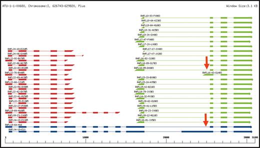 Splicing variations of the splicing factor SR1 transcripts. Full-length read sequences are colored in blue, 5′ terminal read sequences in red and 3′ terminal read sequences in green. AD-type alternative splicing events on the junction site between intron 10 and exon 11 are indicated by red arrows.