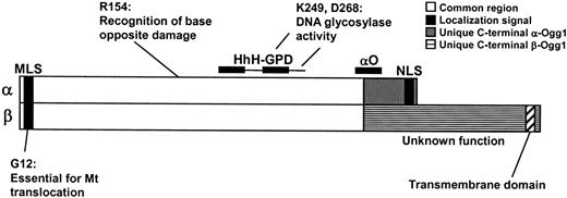 Structure of the two major human Ogg1 isoforms. Schematics of α- (345 amino acids) and β-Ogg1 (424 amino acids) proteins are shown. The first 316 amino acids are common for both isoforms, while the C-termini vary considerably. The mitochondrial localization signal (MLS, position 9–26), nuclear localization signal (NLS, 335–342) and HhH-GPD motif are indicated. The functions of amino acids Gly-12, Arg-154, Lys-249 and Asp-268 are indicated, based on previous functional studies. The function of the β-Ogg1 C-terminus is unknown. A transmembrane domain (position 400–422) in a highly hydrophobic region was predicted by the SOSUI system (32).