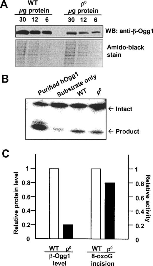 β-Ogg1 protein levels in human mitochondria lacking mtDNA. (A) β-Ogg1 protein levels in mitochondria from WT and ρ0 cells were analyzed by western blot using β-Ogg1 antibody. An amido black-stained PVDF membrane is also presented to show equal loading of protein. (B) Incision of an 8-oxoG-containing substrate by WT and ρ0 mitochondrial extracts was measured as described in Materials and Methods. (C) β-Ogg1 protein levels and incision activity are presented relative to the values observed with WT cells. 8-oxoG DNA glycosylase activity was measured in our previous study (37).