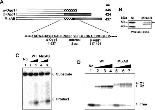 Effect of the long C-terminal tail of β-Ogg1 on 8-oxoG DNA glycosylase activity. (A) The catalytic domain of α-Ogg1 (position 1–327) was fused to the long C-terminal tail of β-Ogg1 (317–424). At the junction, two internal amino acids (Val–Asp) were inserted because of the cloning strategy, to generate restriction endonuclease SalI site. This engineered protein was named as MixAB. (B) The MixAB protein was partially purified as a His-tagged protein from E.coli fpg-deficient cells, and the amount of the MixAB protein was quantified by western blot using a known concentration of purified His–α-Ogg1. The arrowhead indicates the signal corresponding to His–MixAB protein (calculated molecular mass 51.5 kDa). (C) 8-oxoG DNA glycosylase activity of MixAB protein. WT α-Ogg1 (lanes 2 and 3) and MixAB (lanes 4 and 5) protein were incubated with a 30mer oligonucleotide (10 nM) containing 8-oxoG/C, at 37°C for 30 min. The concentrations of protein added were 1 nM (lanes 2 and 4) and 10 nM (lanes 3 and 5). (D) NaBH4-mediated DNA trapping assay: 100 mM NaBH4 was added to the DNA glycosylase assay, in order to covalently link the complex between substrate and reacting protein. The products were separated on 8–16% Tris–glycine SDS–polyacrylamide gel. C1 and C2 indicate substrate complexes with MixAB and WT α-Ogg1, respectively. The concentrations of protein added were 50 nM (lanes 2 and 5), 100 nM (lanes 3 and 6) and 500 nM (lanes 4 and 7).