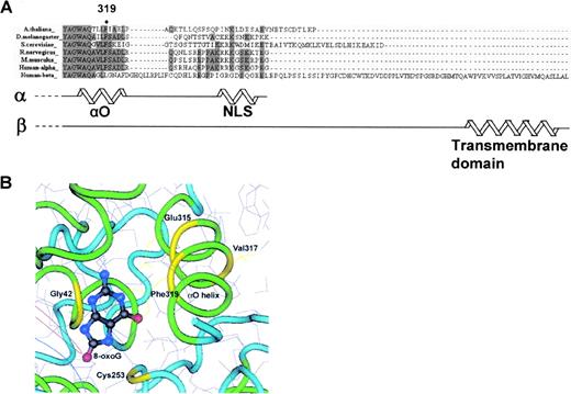 Structure of the C-terminus of Ogg1. (A) Sequence alignments of Ogg1 orthologues from various species. The C-terminal amino acid sequences were obtained from Entrez Protein entries in NCBI, and aligned by ClastalW. The conserved phenylalanine (amino acid 319) in the human α-Ogg1 is marked. The other conserved amino acids are shaded. Secondary structure of human α- and β-Ogg1 proteins was predicted using the computer-based GOR secondary structure prediction program and the SOSUI system, as described in Materials and Methods, and the predicted helix domain is illustrated. The NLS (335–342) in α-Ogg1 and the transmembrane domain (400–422) in β-Ogg1 were expressed as helix domains. The formation of the αO helix domain (313–323 in α-Ogg1) has been found previously (28). (B) Relative location of αO helix and 8-oxoG residue in the active pocket. This figure was obtained from Entrez Structure (pdb code 1HU0) and modified by Cn3D. Important amino acids residues are marked in yellow.