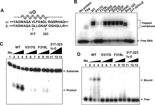 Screening of 8-oxoG DNA glycosylase-deficient mutant α-Ogg1 proteins. (A) Amino acid sequence alignment of the αO helix domain from α- and β-Ogg1 proteins. αO helix domain is located between amino acids 313–323 in α-Ogg1. Since the first 316 amino acids are common between α- and β-Ogg1 proteins, only positions 317–323 were targeted for site-directed mutagenesis. Each amino acid in α-Ogg1 was substituted with the corresponding amino acid in β-Ogg1. As a result, V317G, F319L, S320G, A321N, D322A, L323F His–α-Ogg1 mutant proteins were generated. R324D was also generated to test the effect of αO helix-end capping. In addition, all seven amino acids in α-Ogg1 were substituted at once for those in β-Ogg1 (317–323/α-β). To exclude the effect of positions 326–345 in α-Ogg1 on the activity, a Stop325 protein was also generated, in which positions 326–345 were deleted. (B) DNA trapping assay: 1 pmol of each protein was applied to a NaBH4-mediated DNA trapping assay with oligonucleotide containing 8-oxoG/C, as described earlier. Purified Fpg protein (30.2 kDa) was used as positive control. (C) DNA incision assay with mutant proteins. WT, V317G, F319L and 317–323/α-β Ogg1 proteins were used for DNA incision assay with 10 nM of oligonucleotides containing 8-oxoG/C. The protein amounts added were 0 (lane 1), 1 nM (lanes 2, 5 and 8), 5 nM (lanes 3, 6 and 9) and 10 nM (lanes 4, 7 and 10). For lanes 11–13, 10 nM (lane 11), 100 nM (lane 12) and 500 nM (lane 13) of 317–323/α-β α-Ogg1 mutant proteins were added to reactions. (D) DNA binding assay: 10 nM of oligonucleotide containing 8-oxoG/C was incubated with WT (10, 50 and 100 nM), V317G, F319L and 317–323/α-β (10, 100 and 500 nM). Products were analyzed by EMSA.