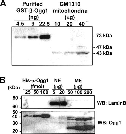 Quantification of α- and β-Ogg1 proteins in human GM1310 cells. (A) Quantification of β-Ogg1 protein. Purified GST–β-Ogg1 (73 kDa) and GM1310 mitochondria were fractionated by SDS–PAGE, and western blot analysis was done with mtOgg1 antibody. The signal around 43 kDa in the mitochondrial fraction indicates the β-Ogg1 processed after translocation into mitochondria. (B) Quantification of α-Ogg1 (∼39 kDa) in GM1310 mitochondria. Purified His–α-Ogg1 (41.6 kDa), nucleus and mitochondria from GM1310 cells were fractionated by SDS–PAGE and analyzed by western blot with polyclonal Ogg1 antibody.