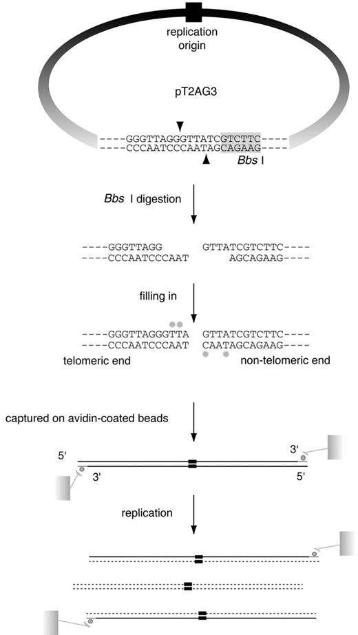 Figure 1. SV40‐based in vitro replication system of linear DNA with a stretch of T 2 AG 3 repeats at one end. In vitro replication of linear DNA containing telomeric repeats at one end. pT2AG3 contains ∼1.9 kb telomeric repeats and a single restriction site of BbsI abutting the tract of telomeric repeats. BbsI leaves 4 nt 5′ protrusions at the digested sites and the 3′‐ recessive ends were filled‐in with dATPs, dGTPs, biotinylated dUTPs and biotinylated dCTPs. Those biotin‐labeled DNAs were captured on avidin‐coated beads and subjected to replication reactions. After the reactions, bead‐bound DNAs were collected and subjected to analysis. Only the replication products produced by a single round of replication from the original template DNAs retain the terminal biotin labels. Therefore, it is possible to analyze those products by analyzing the bead‐bound DNAs. Note that one end of linearized pT2AG3 has a telomeric sequence to the extreme end in the same direction as that of the native telomeres (3′‐OH of G‐strand at termini). The BbsI recognition sequence is shadowed. Biotin‐labeled nucleotides are shown by small filled circles. 