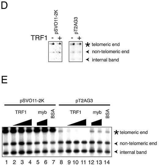 Figure 2.In vitro replication products templating linear DNA molecules with or without telomeric repeats. ( A ) Schematic structures of linearized pT2AG3 and pSVO11‐2K. Both pT2AG3 and pSVO11‐2K were derived from pSVO11 that contains an SV40 replication origin (Origin) ( 55 ). The T 2 AG 3 ‐repeat in pT2AG3 and the corresponding region in pSVO11‐2K derived from a cloning vector are shown by black and gray squares, respectively. The positions of AlwNI and HindIII sites used in experiments performed in panels C–E are shown and fragment lengths are indicated (not to scale). ( B ) Replication products of pSVO11‐2K and pT2AG3. pSVO11‐2K and pT2AG3 were linearized and captured on beads (pT2AG3‐beads and pSVO11‐2K‐beads). The beads were incubated with T‐antigen, 293 cell extracts with or without recombinant TRF1 and/or TRF2 for 10 min on ice. 250 ng of baculovirus‐produced purified recombinant TRF1 (lanes 2 and 6) or TRF2 (lanes 3 and 7), or both (lanes 4 and 8) was added per 25 µl reaction containing 50 ng of DNA. Replication reactions were started by shifting the incubation temperature to 37°C and terminated after 2 h. DNA from each reaction was purified and separated on 0.7% agarose gel. Arrowheads indicate the full‐length product from each plasmid. The bracket shows the signal that increased when TRF1 and/or TRF2 were added to the reaction. Due to the intrinsic DNA ligase activity present in S100 extracts, linear dimers were formed and detected (bands seen at ∼10 kb). ( C ) Telomeric repeats are replicated inefficiently in the presence of TRF1 or TRF2. Purified replication products were digested by AlwNI and HindIII. Restriction digests were run on 1% agarose gel and autoradiographed. The positions of the three digested fragments (the ∼2.4 kb telomeric end, the 1015 bp middle fragment and the 1397 bp non‐telomeric fragment, see A) are shown. ( D ) Replication reaction was performed in the absence of SV40 T‐antigen, and products were analyzed as in (C). Autoradiographs after long exposure are shown. Note that the fragments are labeled proportionally to their length. Signals appear stronger at the right side of each lane, because the samples were distributed and migrated unequally in the lane. ( E ) Experiments were performed as in (B) except that increasing amounts of the full‐length TRF1, Myb‐like domain‐only TRF1 and BSA were added as indicated. The concentrations of the added protein were: lanes 2 and 9, 250 ng/25 µl reaction; lanes 3, 5, 10 and 12, 500 ng/25 µl reaction; and lanes 4, 6, 7, 11, 13 and 14, 1 µg/25 µl reaction. 