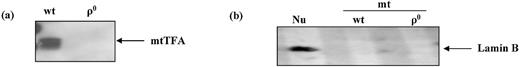 Figure 1. Verification of the absence of mtDNA and purity of isolated mitochondrial fractions. (a) Western blot showing the absence of mtTFA in mitochondrial fractions of ρ0 cells. (b) Western blot for Lamin B, a marker of nuclear contamination, in wt nuclear pellets, and wt and ρ0 mitochondria.
