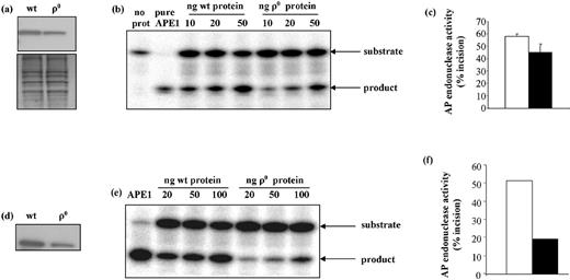 Figure 8. AP endonuclease levels and activities are reduced in WCEs and nuclear extracts of ρ0 cells. (a) Western blot of APE1. Bottom panel shows Amido Black stained membrane. (b) Representative gel showing substrates and products of AP endonuclease assay, following incubation with 10, 20 or 50 ng WCE protein. (c) Mean AP endonuclease activities in 50 ng WCEs. Values are means of duplicate measurements made on each of two samples. (d) Western blot of APE1 in wt and ρ0 nuclear extracts. (e) Representative gel of AP endonuclease assay in nuclear extracts. (f) Mean AP endonuclease activity in 100 ng of wt and ρ0 nuclear extracts. Open bars = wt, filled bars = ρ0.