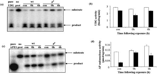 Figure 9. Effect of H2O2 exposure on mitochondrial UDG and AP endonuclease. Measurements were made with wt and ρ0 mitochondria isolated immediately following (0 h) or 6 h following (6 h) exposure. (a) Representative gel showing substrates and products of UDG assay. (b) Mean UDG activities in wt (open bars) and ρ0 (filled bars) mitochondria. Values are means of two measurements. (c) Representative gel showing substrates and products of AP endonuclease assay. (d) Mean AP endonuclease activities in wt (open bars) and ρ0 (filled bars) mitochondria. Values are means of two measurements.