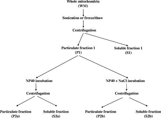 Mitochondrial fractionation scheme showing designations of various fractions. For details of procedures, see Materials and Methods.