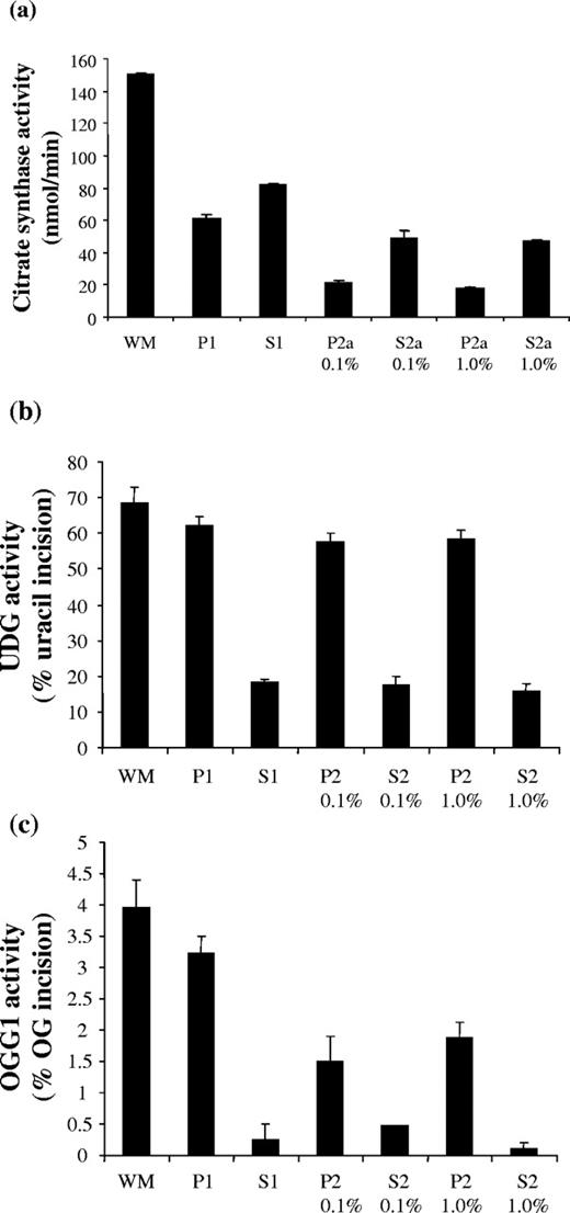 Effect of NP40 treatment of the P1 fraction on the solubilization of BER protein activities. Pelleted particulate (P) fractions were resuspended in the starting volume of MSHE buffer to permit calculation of the relative distribution of activities. ( a ) CS activity in mitochondrial subfractions. P1 fractions were incubated with either 0.1% or 1.0% (v/v) NP40, then further fractionated by centrifugation into P2a and S2a; ( b ) Distribution of UDG activity in mitochondrial subfractions; ( c ) Distribution of OGG1 activity in mitochondrial subfractions. In all graphs, bars represent mean ± SEM of three measurements.