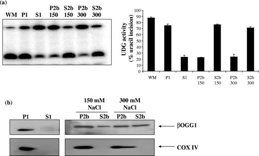Effect of NP40 + NaCl treatment of the P1 fraction on BER protein solubilization. ( a ) Representative gel showing substrates and products of UDG assay in mitochondrial subfractions. P2 and S2 are derived from P1. ‘150’ and ‘300’ denote 150 and 300 mM NaCl, respectively. ( b ) Mean UDG activities in mitochondrial subfractions. Values are mean ± SEM of three measurements. ( c ) Western blot showing the effect of incubation with 150 or 300 mM NaCl on solubilization of βOGG1, but not COXIV, from the particulate fraction.