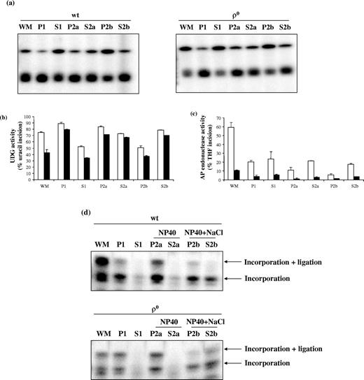 Distribution of BER activities in subfractions from wt and ρ 0 mitochondria. ( a ) Representative gels showing U oligonucleotide substrates and incision products following incubation with subfractions of wt and ρ 0 mitochondria. ‘2a’ is 0.1% NP40 condition; ‘2b’ is 0.1% NP40 and 150 mM NaCl condition. ( b ) Mean UDG activities in mitochondrial subfractions. Data are mean ± SEM of three measurements. ( c ) Mean AP endonuclease activities in mitochondrial subfractions; Open bars = wt, closed bars = ρ 0 . Values are mean ± SE of three measurements. ( d ) Polymerase γ gap-filling activity in mitochondrial subfractions. The bottom band (21 nt) represents incorporation without ligation, and the top band (39 nt) represents the ligated product following incorporation.
