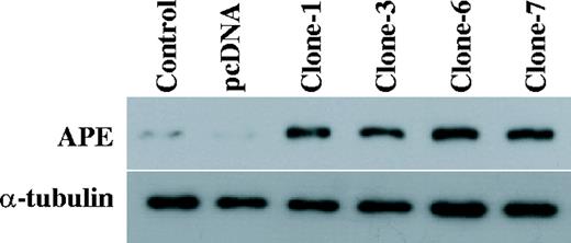 Expression of APE in GM00637 cells. The total protein was extracted from the parental control cells (control), the empty vector transfected cells (pcDNA) and the APE expressing GM00637 cells (clones-1, -3, -6 and -7). An aliquot of 50 µg of the total protein was loaded on SDS polyacrylamide gel for western blot analysis. The antibodies against APE were used. The detection of α-tubulin was used as the loading control.