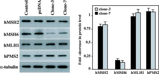 Expression of the MMR protein levels in the APE-expressing cells. In the left panel, the protein extracts of the parental cells (control), the empty vector transfected cells (pcDNA) and the APE expressing GM00637 cells (clone-3 and clone-7) were examined by western blot using Bcl-2, hMSH2, hMSH6, hMLH1 and hPMS2 antibodies. The detection of α-tubulin was used as the loading control. In the right panel, the expression levels were quantified by densitometry and they were expressed as the fold-decrease compared with the control cells. The values are a mean ± SD from three separate experiments.