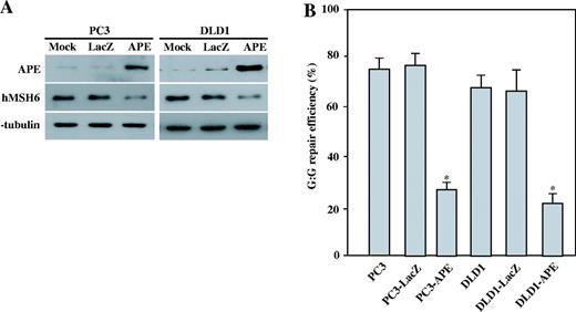 hMSH6 expression after the adenovirus-mediated transfer of APE in human cells. ( A ) PC3 and DLD1 cells were transfected with Ad-LacZ or Ad-APE at an m.o.i. of 50, and the cells were harvested 48 h after the infection. Protein extracts prepared 48 h after the infection with mock, Ad-LacZ or Ad-APE. µg of the total protein was loaded on SDS polyacrylamide gel for western blot analysis. The antibodies against APE and hMSH6 were used. The detection of α-tubulin was used as the loading control. ( B ) The nuclear extracts of the parental PC3 and DLD1 cells, Ad-LacZ infected cells and Ad-APE infected cells were used to determine the G:G MMR efficiencies. The results are based on counting 500–1000 plaques per variable. The repair efficiency was calculated as the percentage of decrease in the mixed-color colonies. The values are a mean ± SD from three separate experiments. Asterisk denotes P < 0.05.