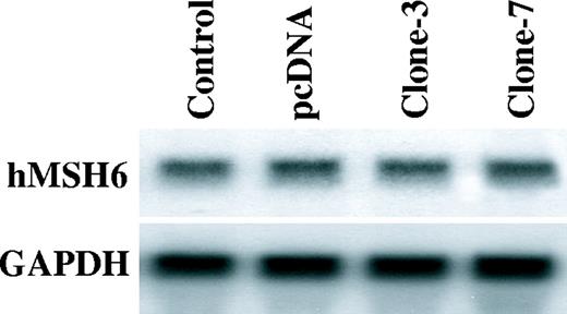 The hMSH6 mRNA levels in the APE-expressing cells. Northern blots against the total RNA for the hMSH6 and GAPDH in the parental cells (control), the empty vector transfected cells (pcDNA) and the APE expressing GM00637 cells (clones-3 and clone-7).
