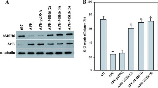 MMR activities in the APE and hMSH6 expressing cells. ( A ) The total proteins were extracted from parental GM00637 cells (637), APE expressing GM00637 clone-2 cells (APE), APE and pcDNA3 expressing GM00637 cells (APE-pcDNA), and APE and hMSH6 expressing GM00637 clones (APE-MSH6-2, -4, -5). An aliquot of 50 µg of the total protein was loaded on SDS polyacrylamide gel for western blot analysis. The antibodies against hMSH6 and APE were used. The detection of α-tubulin was used as the loading control. ( B ) The nuclear extracts of the A parental GM00637 cells (637), the APE expressing GM00637 clone-2 cells (APE), the APE and pcDNA3 expressing GM00637 cells (APE-pcDNA), and the APE and hMSH6 expressing GM00637 clones (APE-MSH6-2, -4, -5) were used to determine the G:G mismatch repair efficiencies. The results are based on counting 500–1000 plaques per variable. The repair efficiency was calculated as the percentage of decrease in the mixed-color colonies. The values are a mean ± SD from three separate experiments. Asterisk denotes P < 0.05.