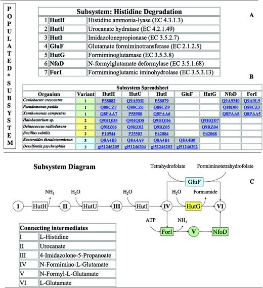 Subsystem and Populated Subsytem. The Histidine Degradation Subsystem was used as an example to demonstrate relevant terms. (A) The subsystem comprises of 7 functional roles (e.g. Histidine ammonia-lyase (EC 4.3.1.3), Urocanate hydratase (EC 4.2.1.49) etc.). Together with the spreadsheet it becomes the ‘Populated subsystem’. (B) The Subsystem Spreadsheet is populated with genes from 8 organisms (simplified from the original subsystem) where each row represents one organism and each column one of the functional roles of the subsystem. Genes performing the specific functional role in the respective organism populate the respective cell. Gray shading of cells indicates proximity of the respective genes on the chromosomes. (C) The Subsystem Diagram illustrates the populated subsystem: key intermediates (circles with roman numerals), connected by enzymes (boxes with abbreviations matching the spreadsheet abbreviations) and reactions (arrows). There are three distinct variants of Histidine Degradation presented in this populated subsystem. Variant 1 (green shading) is present in Caulobacter crescentus, Pseudomonas putida and Xanthomonas campestris. N-Formimino-l-Glutamate (IV) is converted to l-Glutamate (VI) via N-Formyl-l-Glutamate (V) by enzymatic activities of Formiminoglutamic iminohydrolase (EC 3.5.3.13) (ForI) and of N-formylglutamate deformylase (EC 3.5.1.68) (NfoD). Variant 2 (yellow shading) is present in Halobacterium sp., Deinococcus radiodurans and Bacillus subtilis. In this variant the conversion from intermediate IV to VI is performed by Formiminoglutamase (EC 3.5.3.8) (HutG). Variant 3 (blue shading) is present in Bacteroides thetaiotaomicron and Desulfotela psychrophila. Here the Glutamate formiminotransferase (EC 2.1.2.5) (GluF) performs the conversion from intermediate IV to VI.