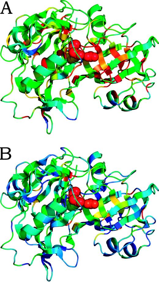  Structure of chymosin B (pdb id 1 cms) colored according to sequence conservation scores ( A ) and combined sequence and energy based scores ( B ) from red (most conserved or predicted to be most functionally important) to blue (least conserved, or predicted to be least functionally important). The experimentally determined enzyme active sites are plotted in space-fill view. 