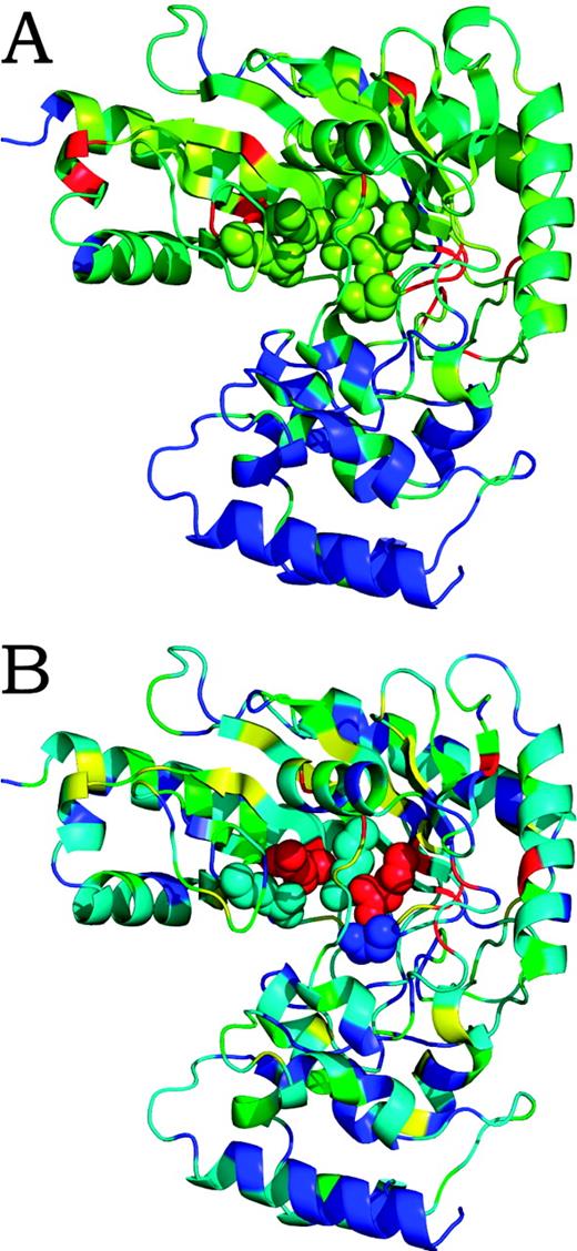  Structure of Arginine kinase (pdb id 1bg0) colored according to sequence conservation scores ( A ) and combined energy and sequence based scores ( B ) from red (most conserved or predicted to be most functionally important) to blue (least conserved, or predicted to be least functionally important). The experimentally determined enzyme active sites are plotted in space-fill view. 