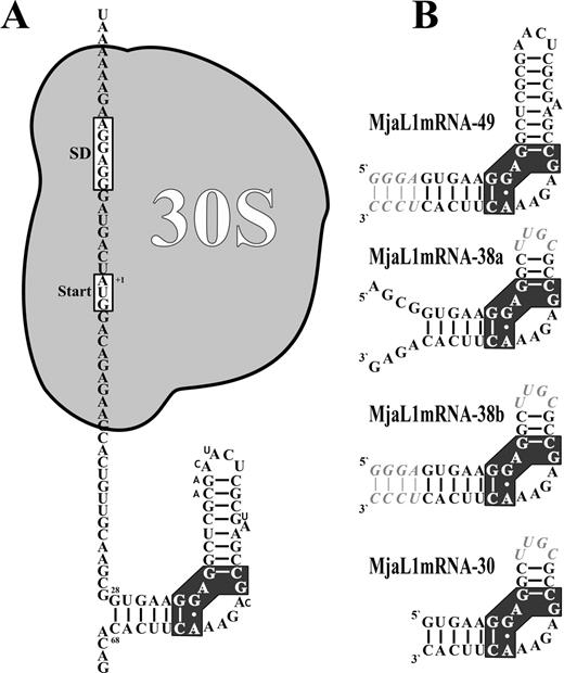 Secondary structure of the regulatory L1-binding site on the L1mRNA of M.jannaschii and derivatives thereof used in binding experiments and crystallization trials. (A) Localization of the L1-binding site and of the 30S ribosomal subunit as part of the translation initiation complex on the L1mRNA. Nucleotides different in the M.vannielii L1mRNA are shown with smaller sized letters. (B) Fragment MjaL1mRNA-49 comprising nucleotides +28 to +68 with four additional base pairs (italic) at the 3′ and the 5′ end. Fragment MjaL1mRNA-38a comprising nucleotides +24 to +38 and +54 to +72 is closed by the tetraloop UUGC (italic). Fragment MjaL1mRNA-38b is similar to MjaL1mRNA-38a, but the free 3′ and 5′ ends have been replaced by an extended helix as in MjaL1mRNA-49. Fragment MjaL1mRNA-30 comprising nucleotides +28 to +38 and +54 to +68 is closed by a tetraloop as in MjaL1mRNA-38. The cluster of nucleotides conserved in all 23S rRNA and mRNA binding sites is shown with black background.
